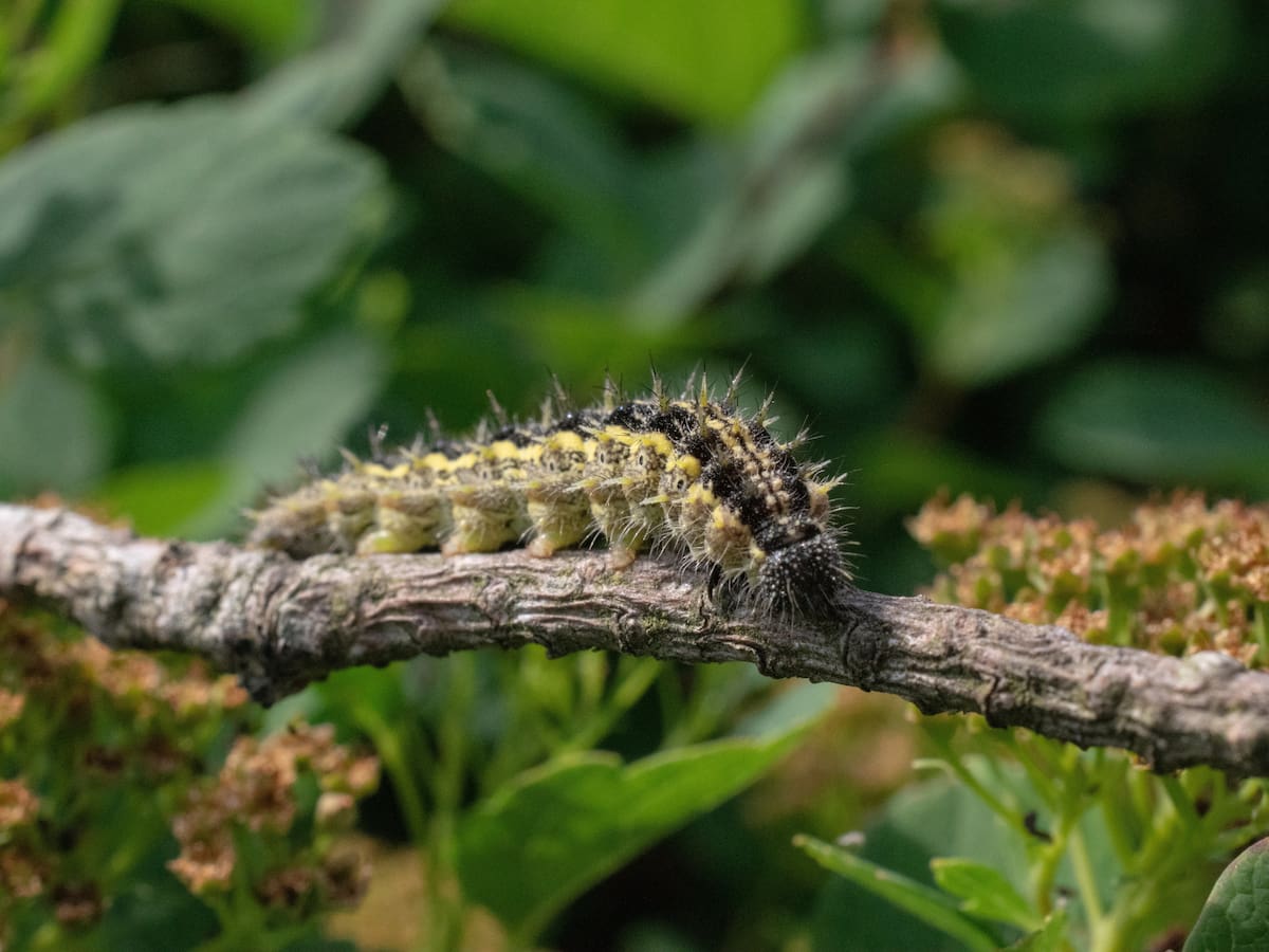 Precaución a las mascotas: Tres Cantos refuerza su campaña contra la procesionaria