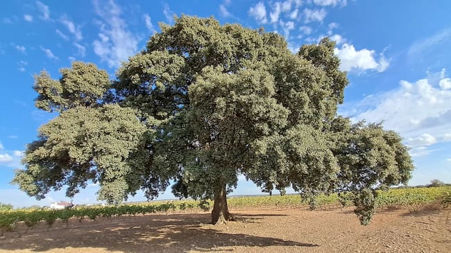 Encina de doña Elena, en Quintanar de la Orden