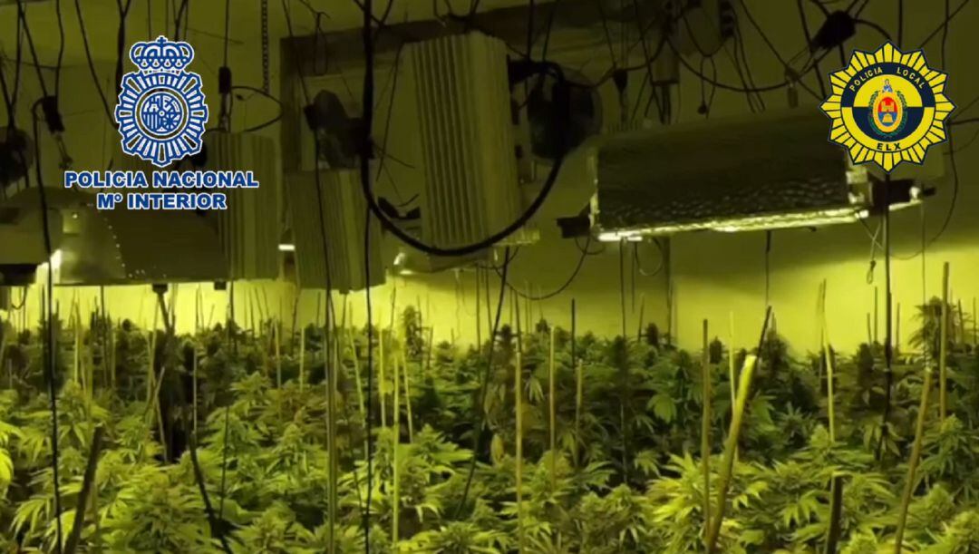 cultivo indoor" de cannabis