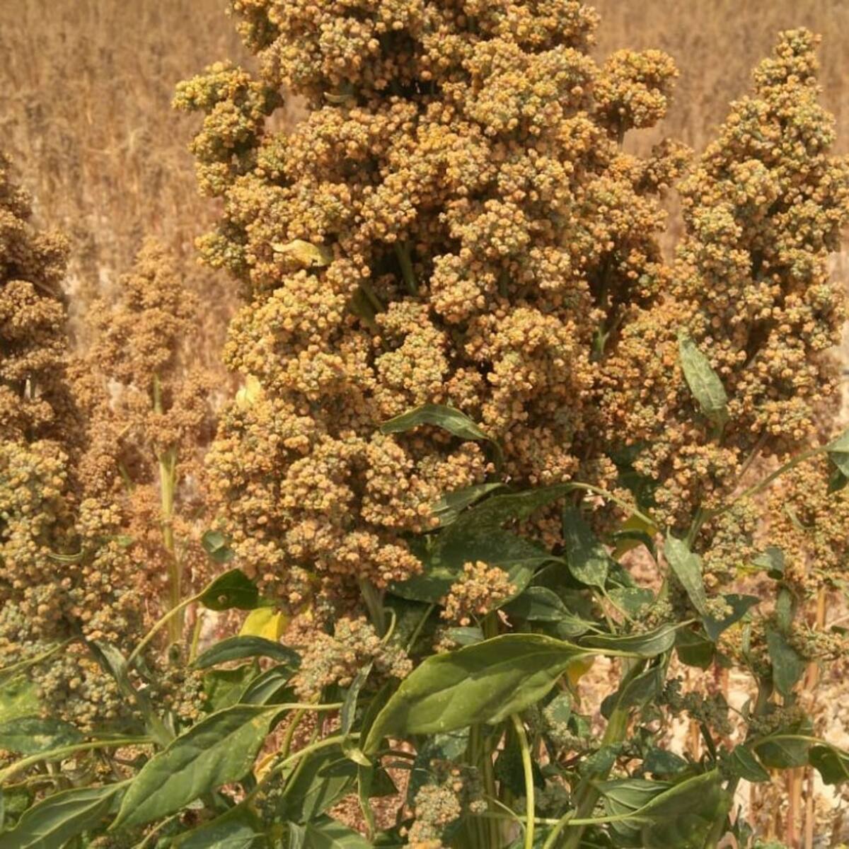 Las semillas de quinoa de Bolivia que echaron raíces en Lorca