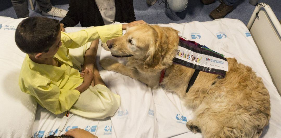 La terapia asistida con perros demuestra disminuir el dolor y la ansiedad de niños hospitalizados. 