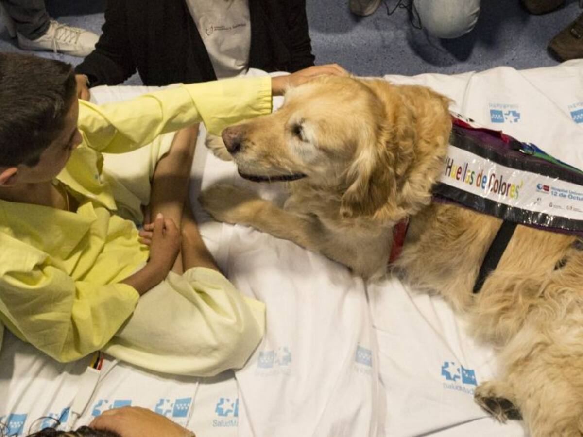 Zenit, mascota y respiro terapéutico en la UCI pediátrica del 12 de Octubre