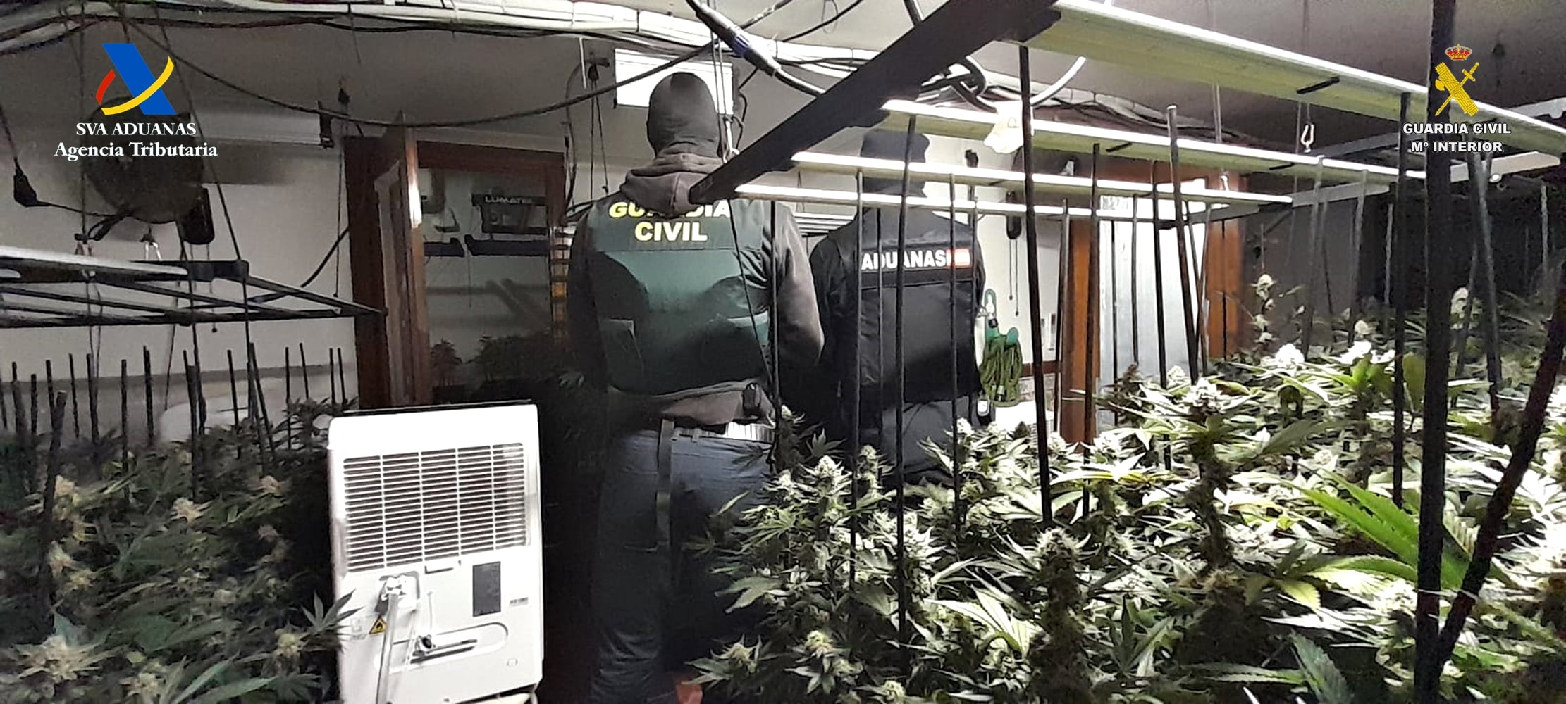 Plantación marihuana en Trijueque