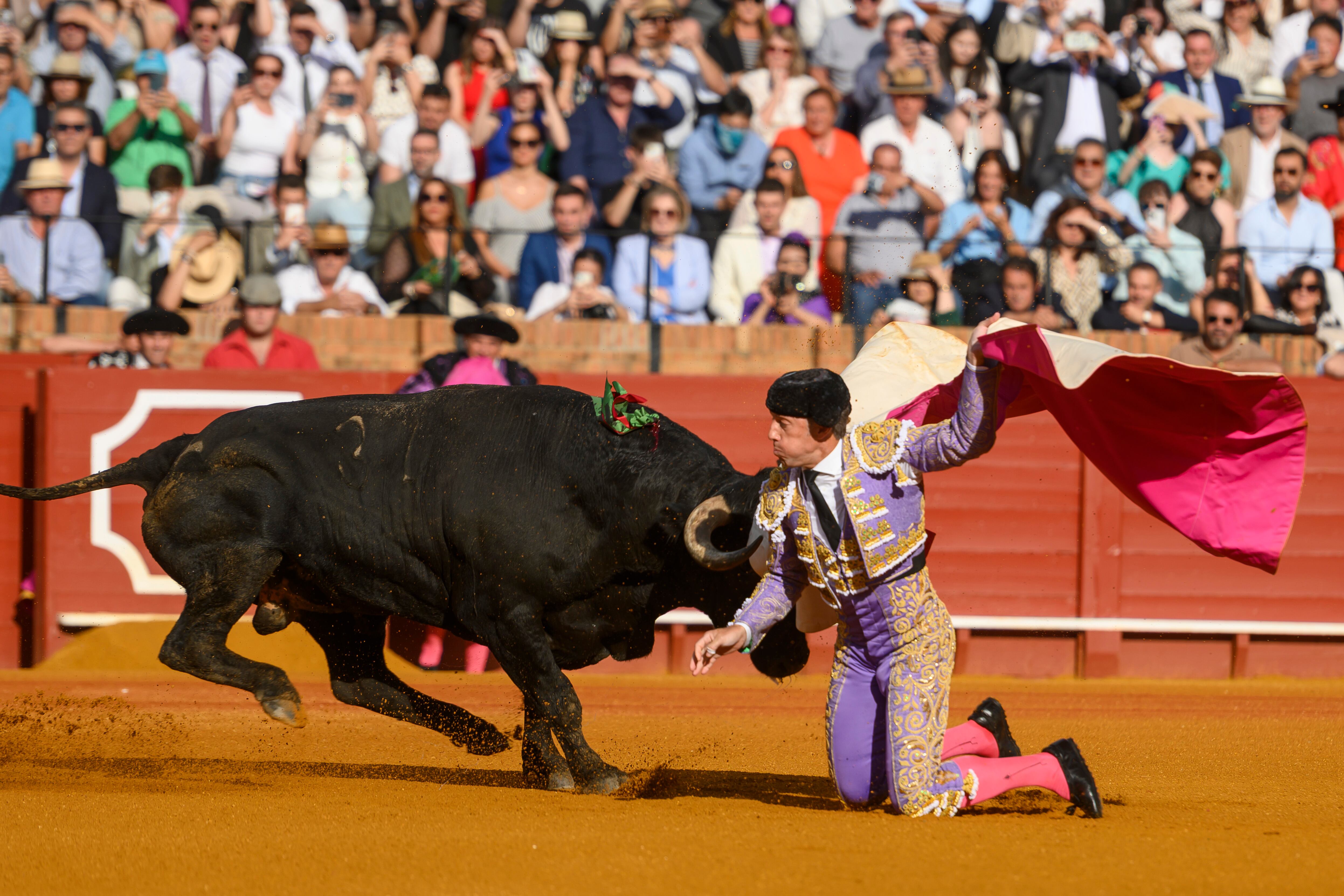 SEVILLA. 11/05/2025. - El diestro Manuel Escribano con el primero de los de su lote, durante el festejo de abono de la Feria de Abril celebrado este domingo en La Real Maestranza en Sevilla. EFE/ Raúl Caro.
