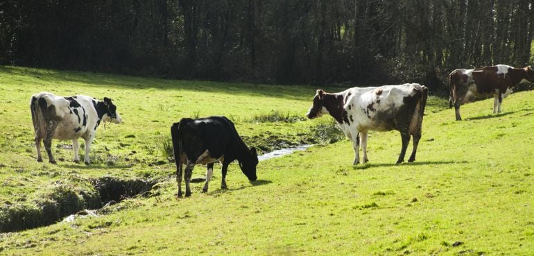 Vacas lecheras pastando en Galicia