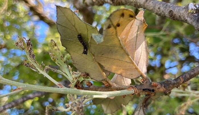 Tratamiento contra la lagarta peluda