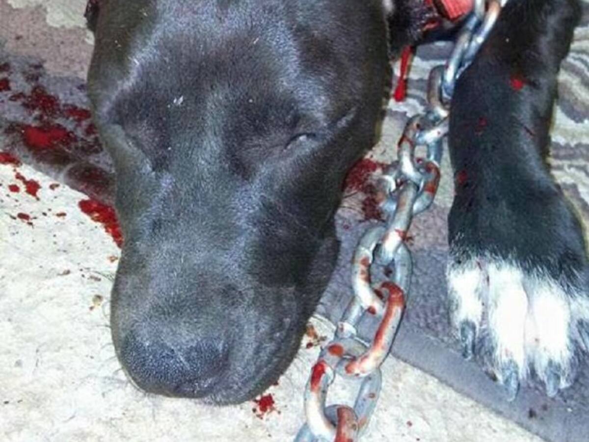 Dos jóvenes de Gerena detenidos por cortar las orejas a un pitbull