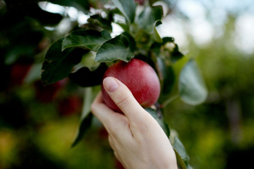 Recogida de fruta 