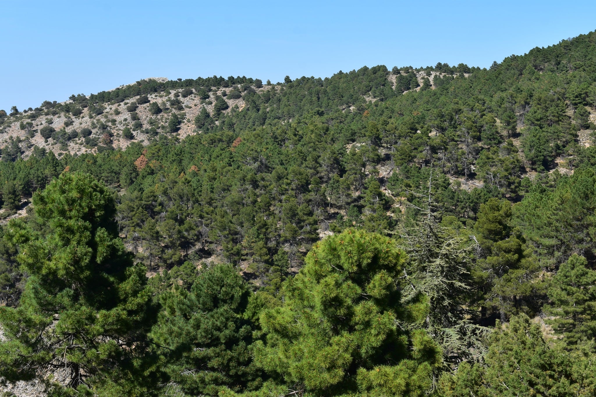 Sierra Espuña.