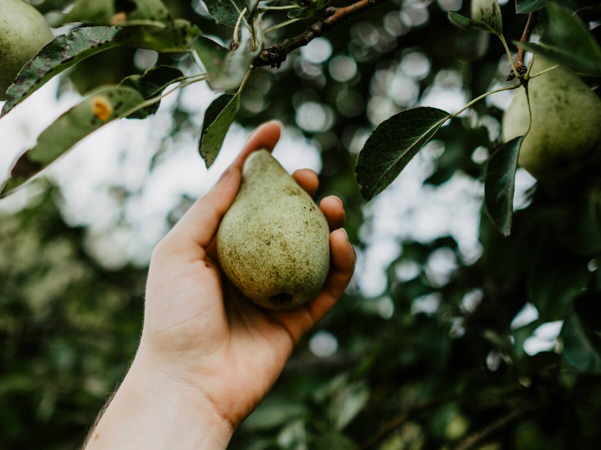 La sequía y las altas temperaturas comprometen al campo riojano