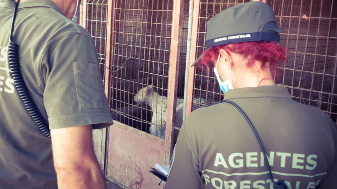 Dentro se encontraron con los cadáveres de 15 cachorros y con 87 perros en condiciones lamentables