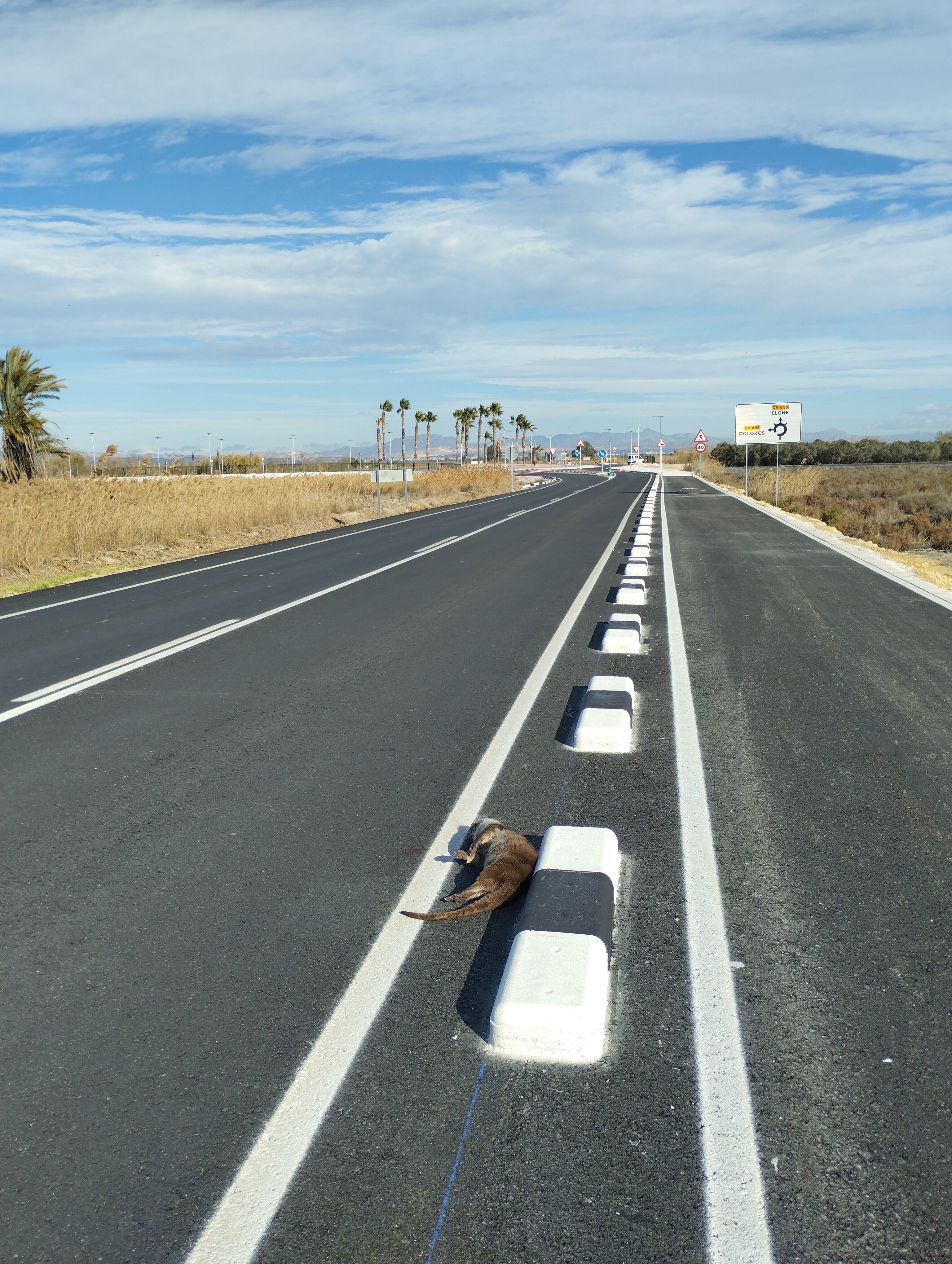 Nutria atropellada en El Hondo cedida por Juanjo Ruiz Sepulcre