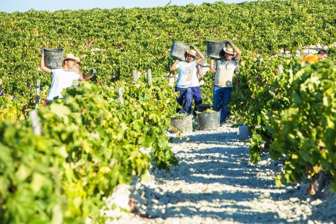 Vendimia en el Marco de Jerez