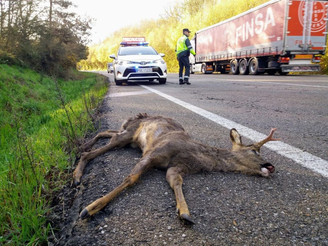 El atropello de animales en carretera se está conviertiendo en uno de los grandes problemas de tráfico en la provincia