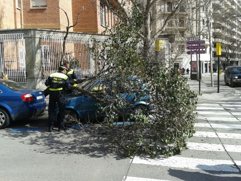 El viento ha provocado la caída junto al Paseo de la Constitución