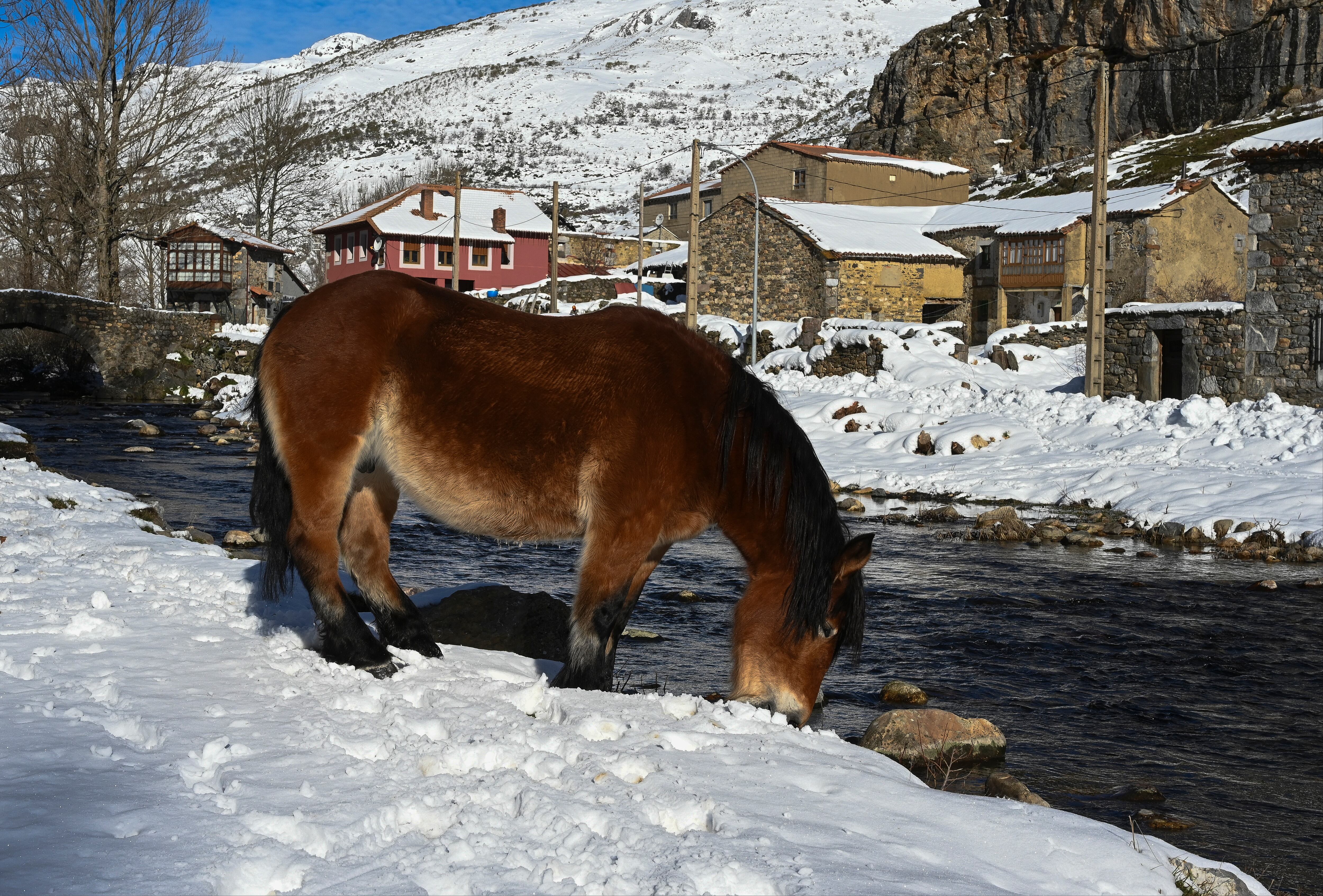 Un caballo bebe agua del río junto al pueblo de Cerulleda (León)