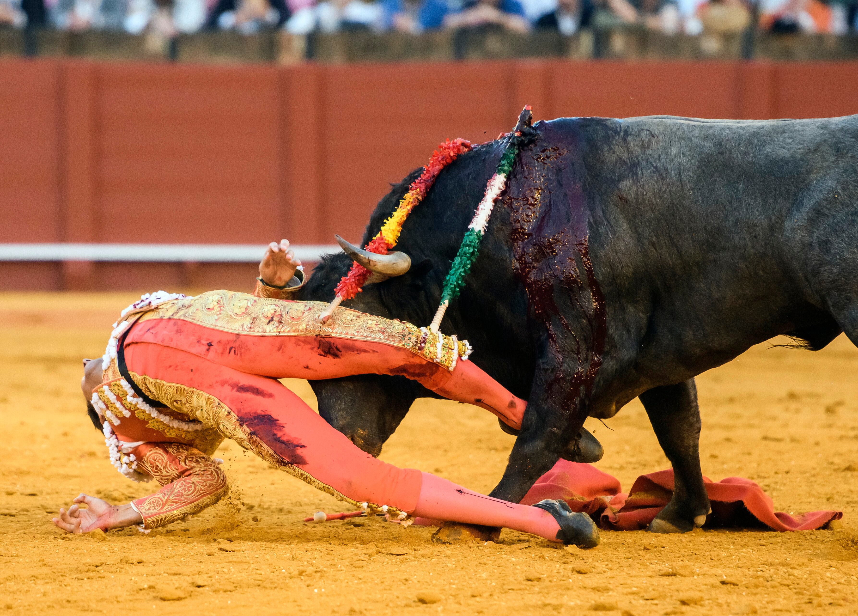 SEVILLA, 30/04/2022.- El diestro Miguel Ángel Perera es cogido por su tercer toro de la tarde en un mano a mano con Antonio Ferrera en la Plaza de La Maestranza de Sevilla. EFE/ Raúl Caro.
