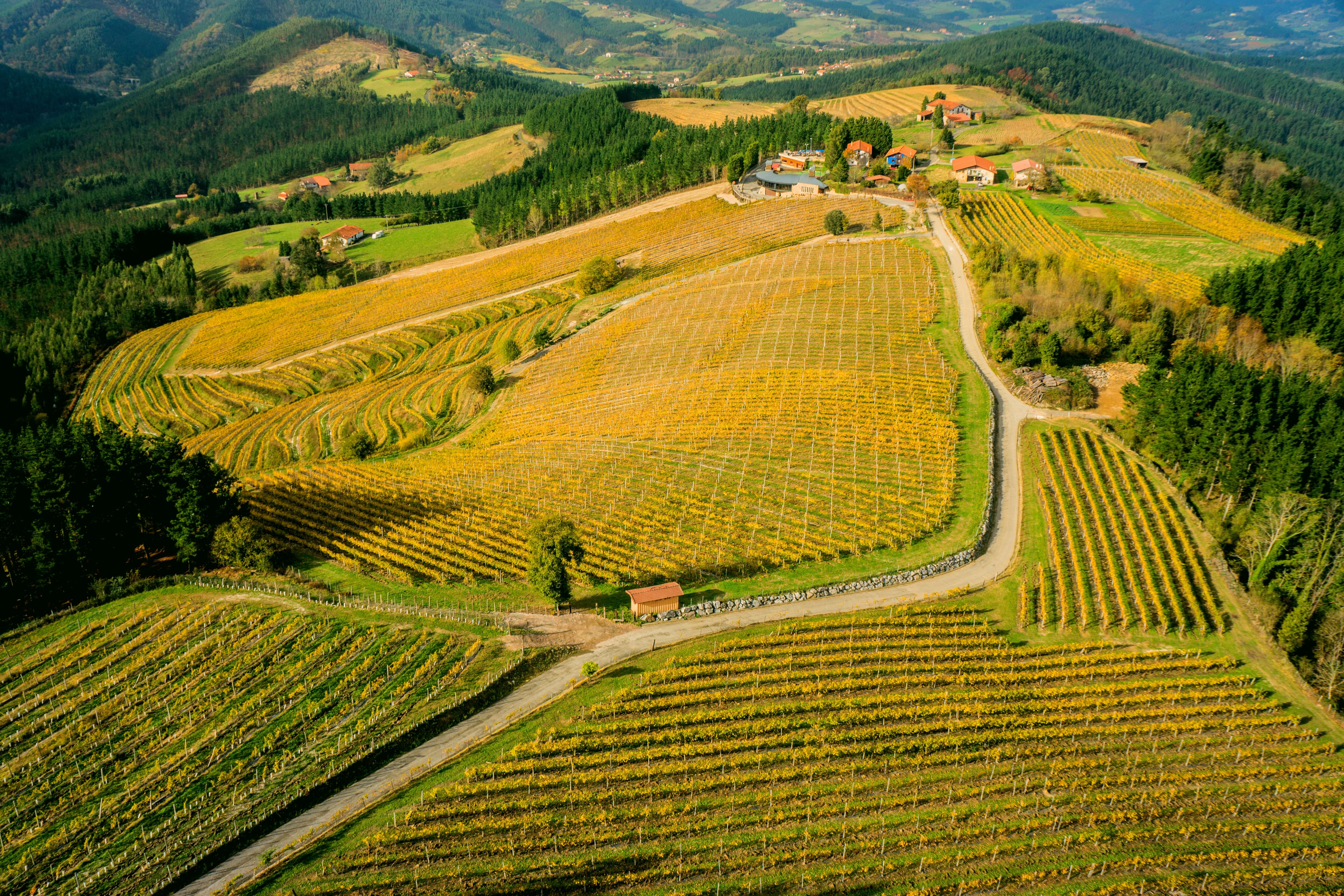 Vista aérea del viñedo de Bodega Berroja