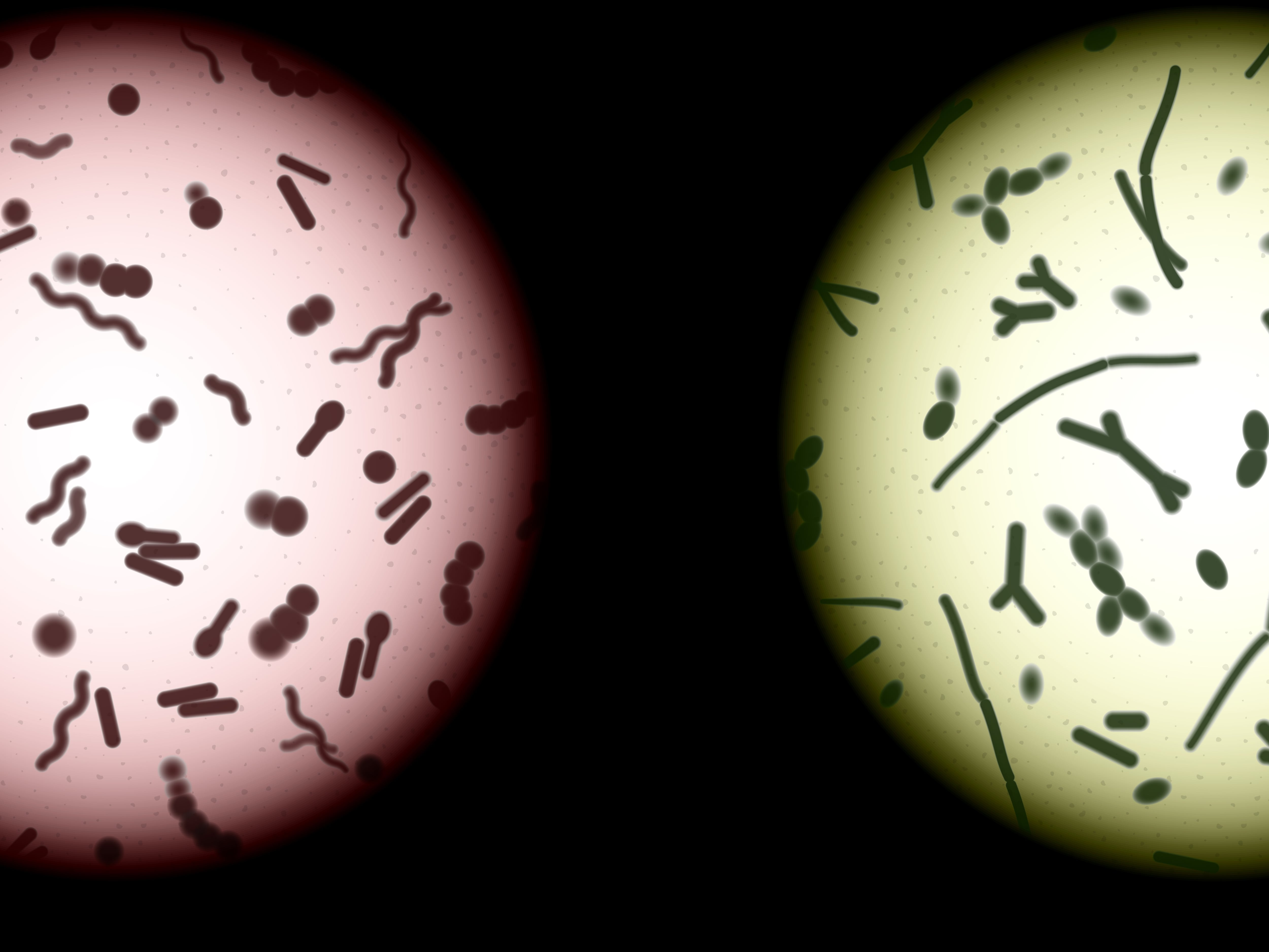 Muestras de microbiota humana bajo un microscopio