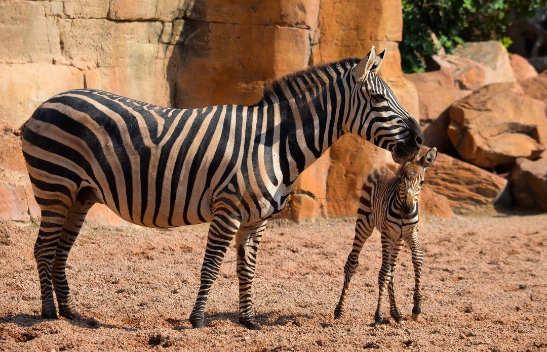 La cebra Milagritos, junto a su madre, La Niña, en Bioparc