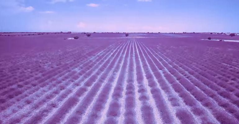 Campos de lavanda en Brihuega