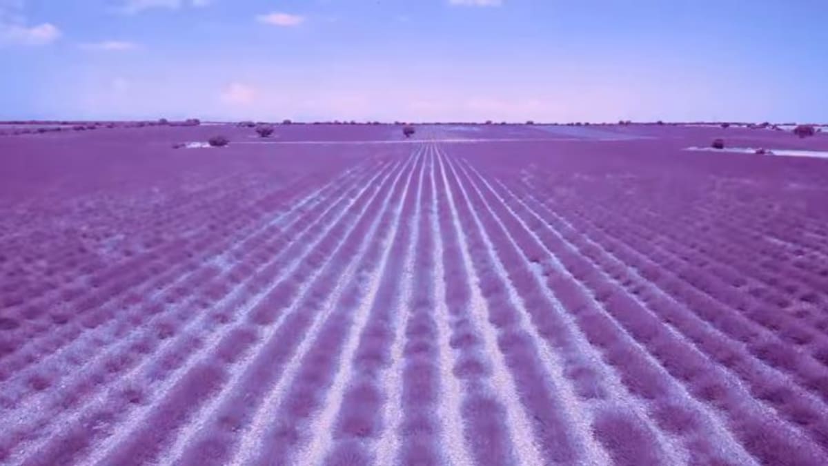 Los campos de Brihuega ya están en su esplendor