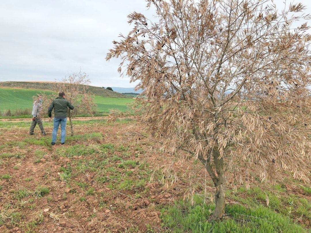 Olivos afectados en la Alcarria conquense