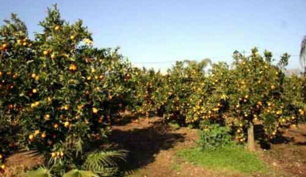 Huerta de naranjas en el Valle del Guadahorce (Málaga)