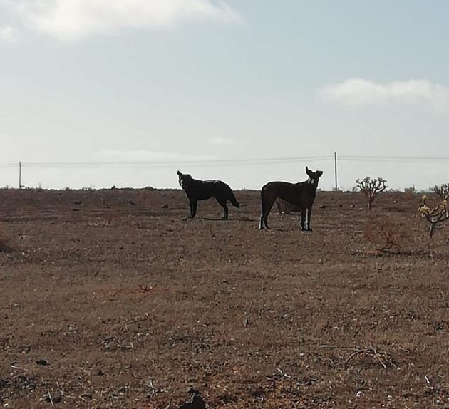 Los perros que atacaron a las ovejas.