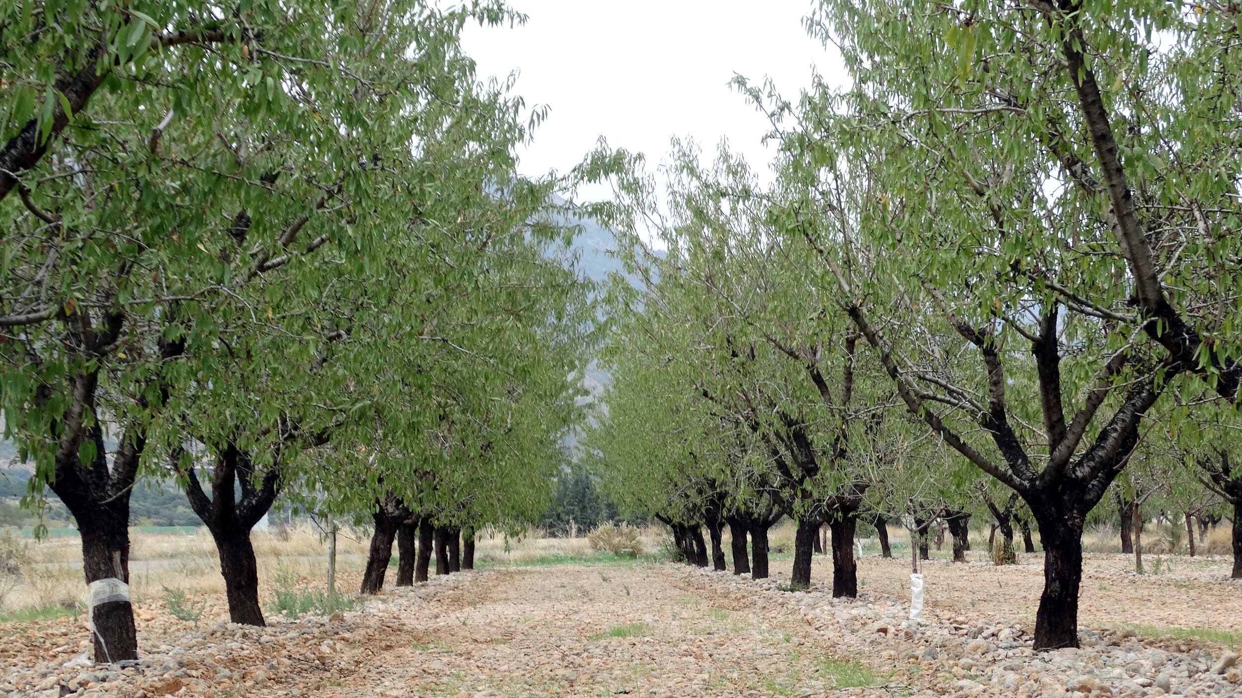 Explotación de almendros