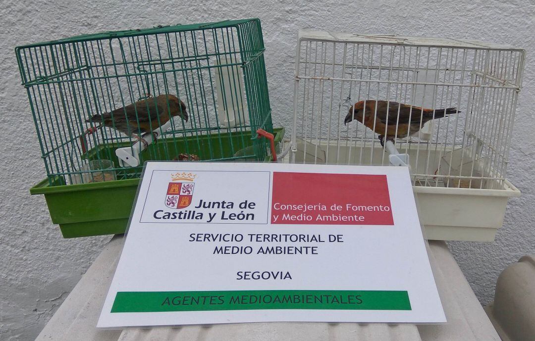 Denuncian a un vecino de La Granja por tener dos ejemplares de piquituerto común