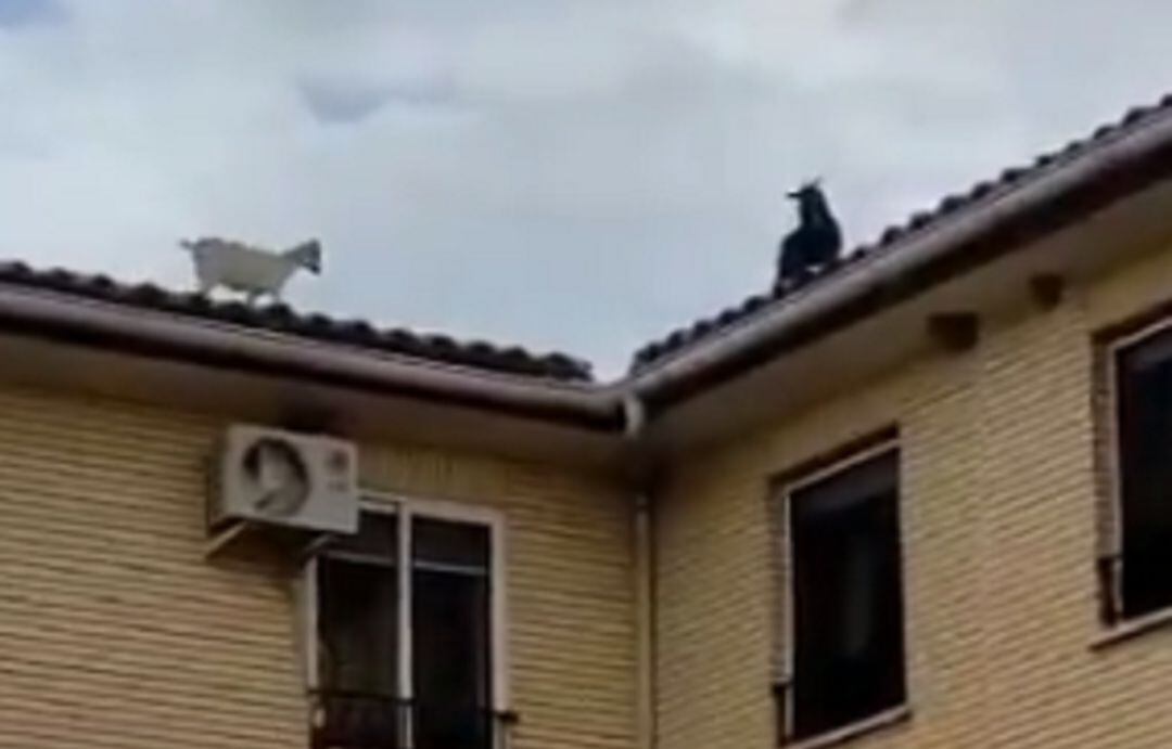 Cabras en el tejado del Ayuntamiento de un pueblo de Zaragoza.