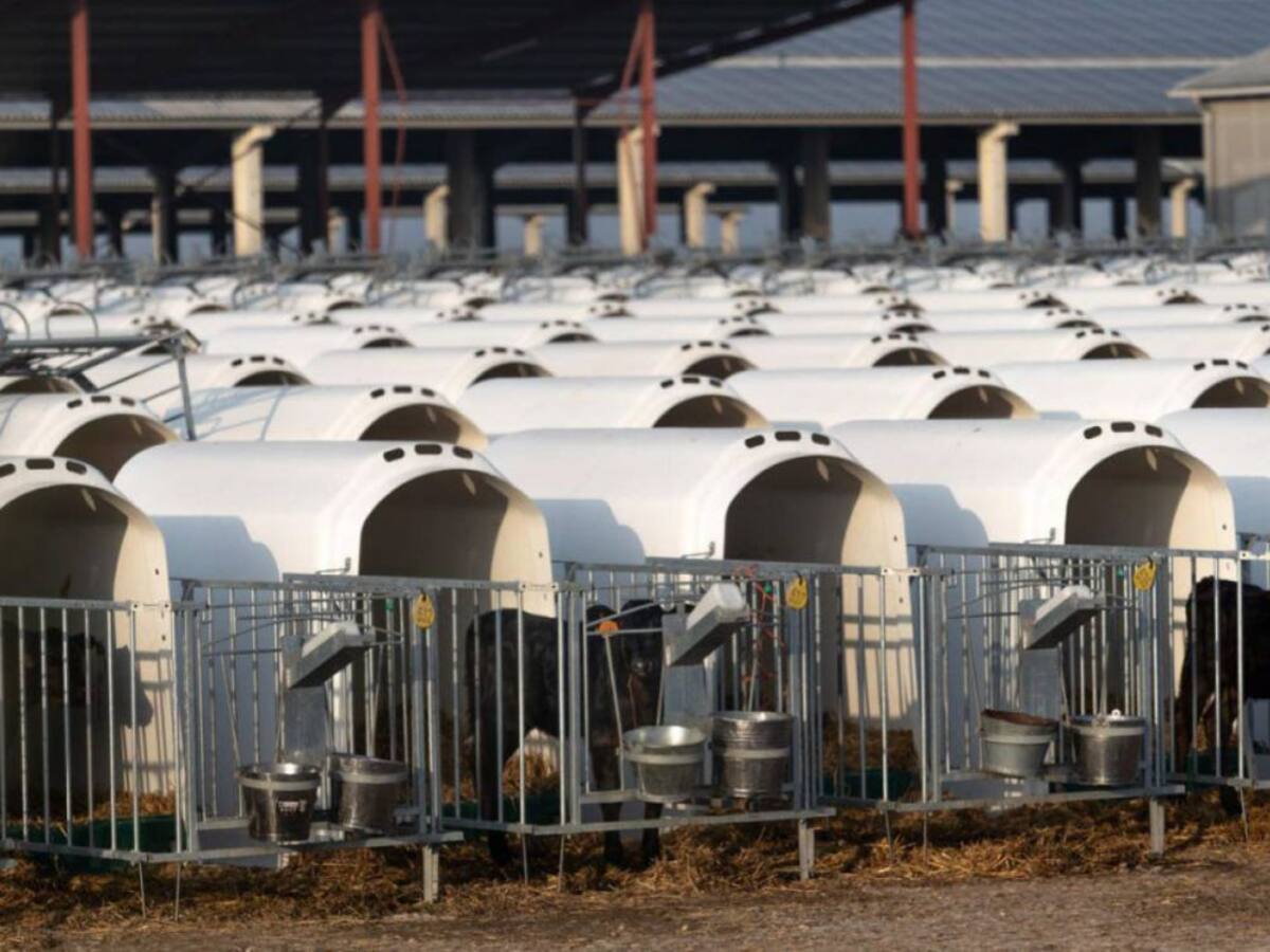 Macrogranjas y situación en Navarra (12/01/2022)