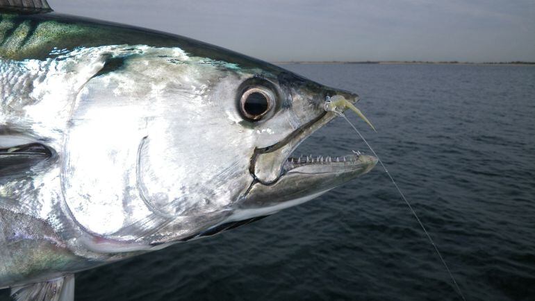 bonito