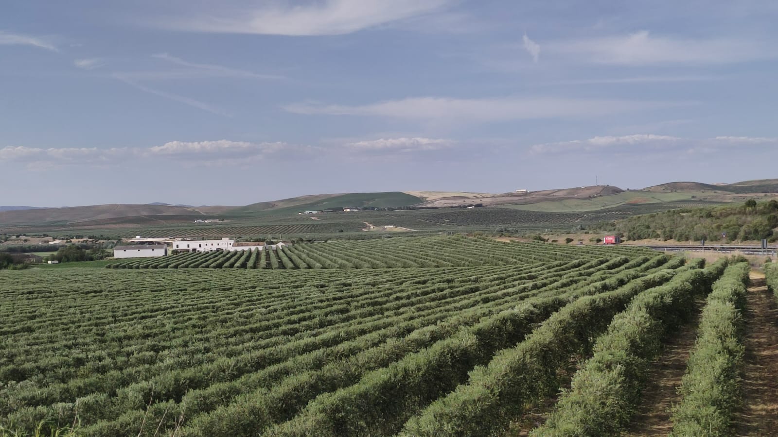 Plantaciones de olivar intensivo en la campiña de Córdoba