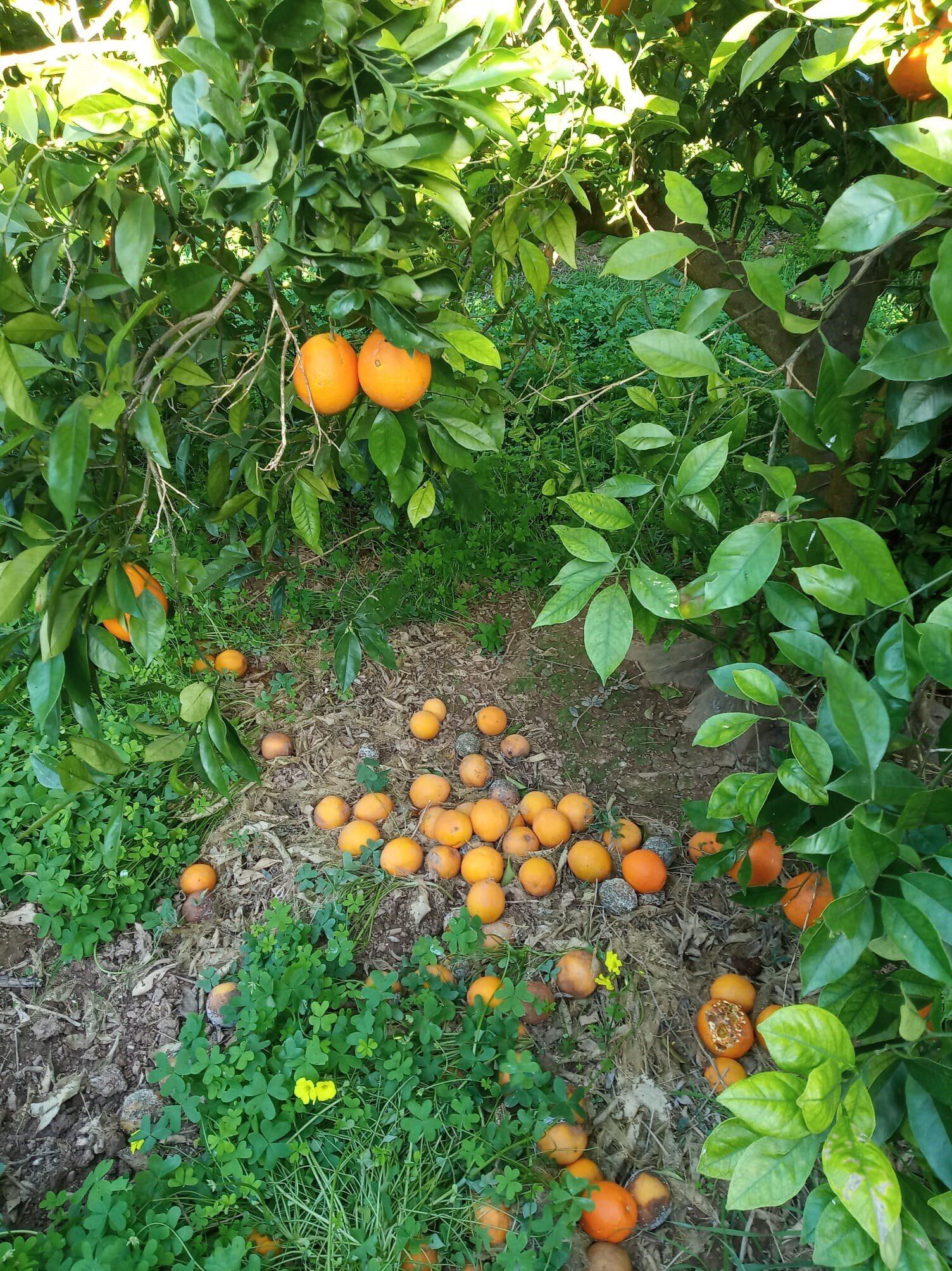 Naranjas caídas en imagen de archivo