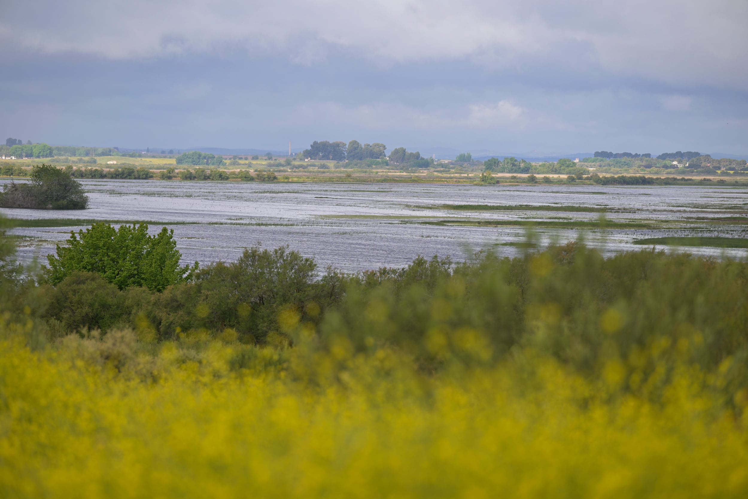 DAIMIEL (CIIUDAD REAL), 27/04/2024.- El Parque Nacional de Las Tablas de Daimiel, considerado a nivel internacional como uno de los humedales más importantes de España, ha alcanzado las 623 hectáreas inundadas, gracias a los aportes que está recibiendo del río Gigüela, cuyo cauce ha vuelto a ver circular el agua, tras el carrusel de borrascas que se registraron durante la pasada Semana Santa.EFE/ Jesús Monroy
