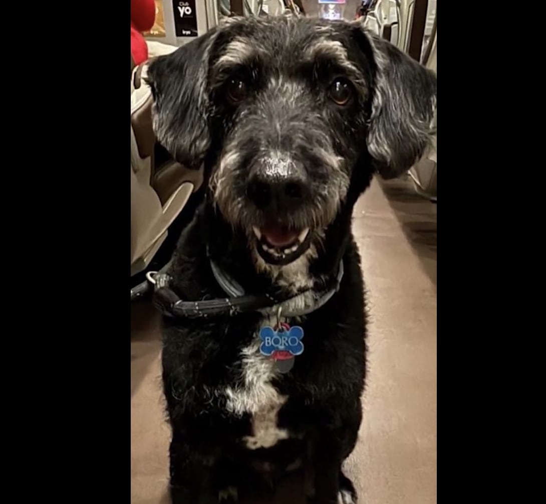 Boro, el perro desaparecido de una de las afectadas por el accidente ferroviario en Adamuz (Córdoba)