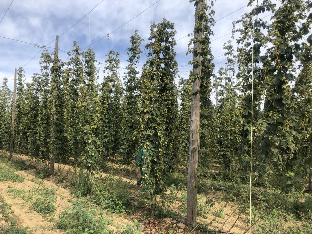 Plantación de lúpulo en Carrizo de la Ribera 