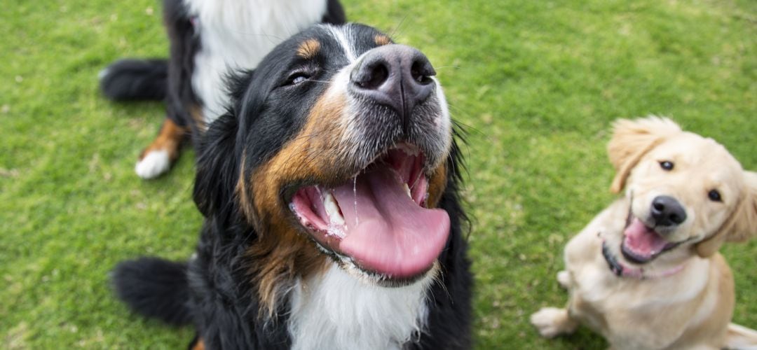 La comisión de bienestar animal de Parla elaborará propuestas para respetar a todas las mascotas