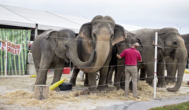 Un integrante de los circos de los Hermanos Ringling y el circo Barnum y Bailey cuida elefantes