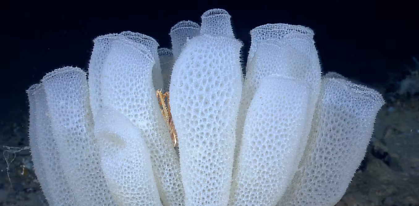 Esponja abisal (Euplectella aspergillum). Wikimedia Commons / NOAA Okeanos Explorer Program, Gulf of Mexico 2012 Expedition