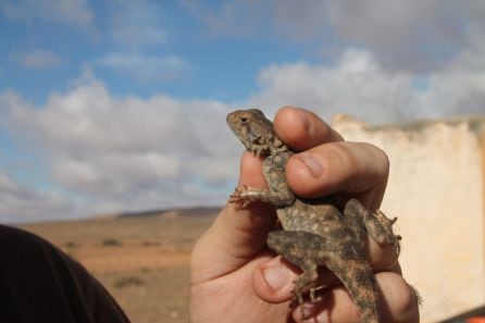 En la provincia de Ciudad Real pueden encontrar reptiles tan bonitos como peligrosos