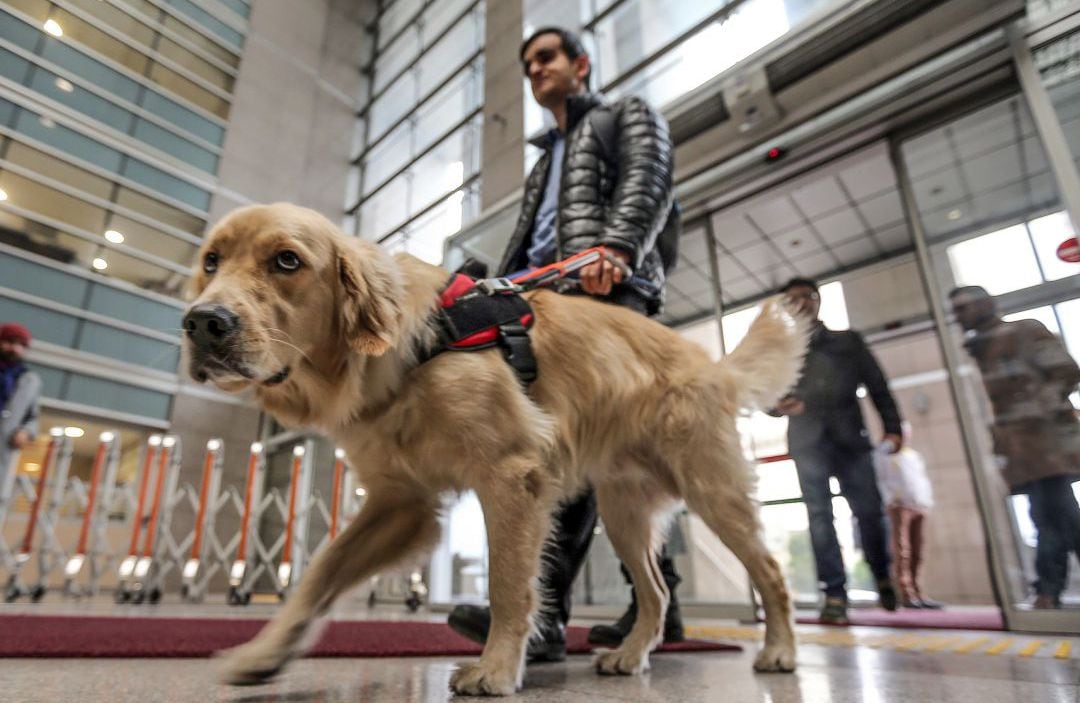 Los taxis están obligados a dejar entrar a los perros guía