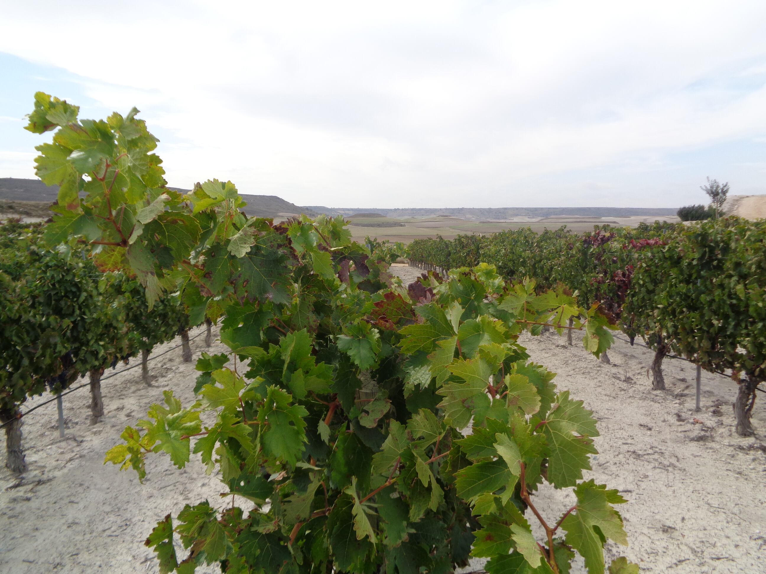 Viñedos en Ribera del Duero