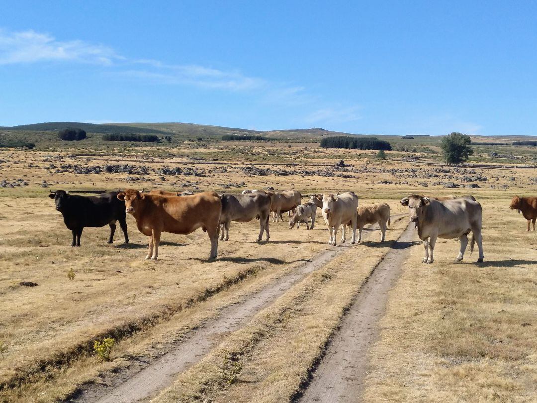 El sector ganadero ha estado muy golpeado por la sequía, que ha mermado los pastos hasta el extremo de obligar a muchos animales a acortar el periodo de trashumancia en tierras altas por falta de alimento