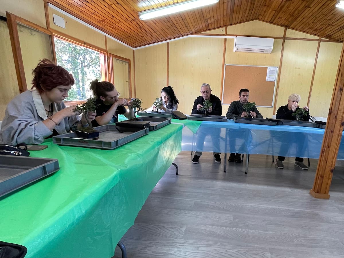 Pasión por el bonsái en Fuenlabrada