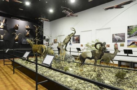 En el jomplejo turistico de Torre del Vinagre se distribuyen las salas interpretativas de los hábitats del Parque Natural, el punto de informacion y una cafeteria-restaurante