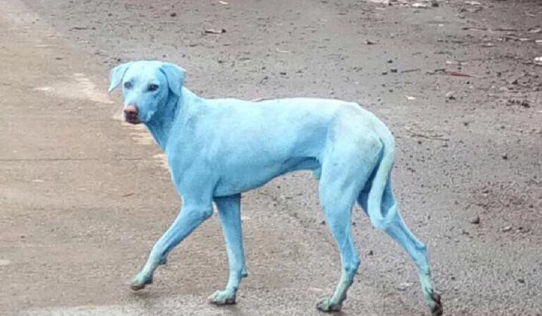 Uno de los perros con el pelaje azul paseando por la calle.