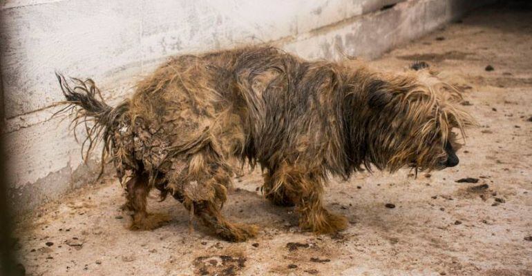 Uno de los perros fotografiados y grabados en Aguas Claras